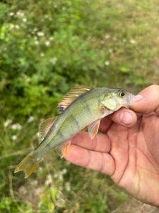 European Perch
