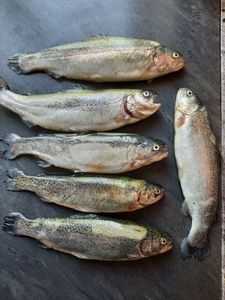 Rainbow Trout