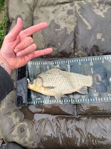 Crucian Carp