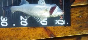 European Bass (Seabass)