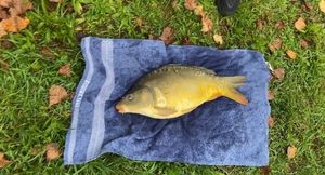 Mirror Carp