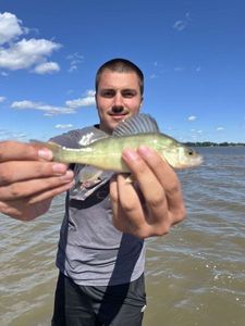 Yellow Perch