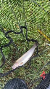 Rainbow Trout