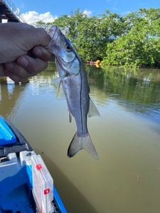 Common Snook