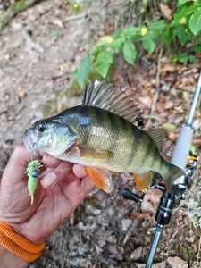 European Perch