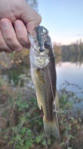 Largemouth Bass