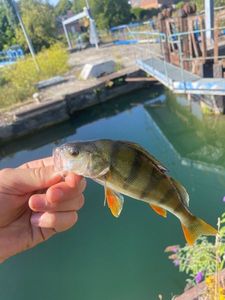 European Perch