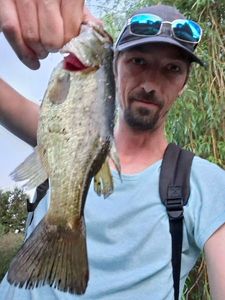 Largemouth Bass