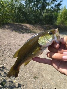 Largemouth Bass