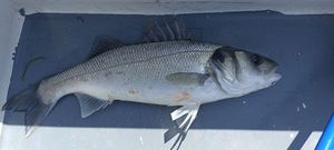 European Bass (Seabass)