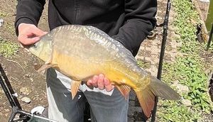Common Carp