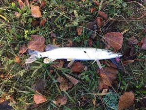 Northern Pike