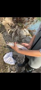Rainbow Trout