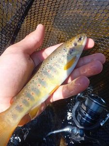 Brown Trout