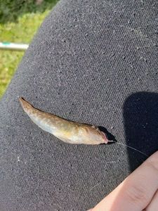Round Goby