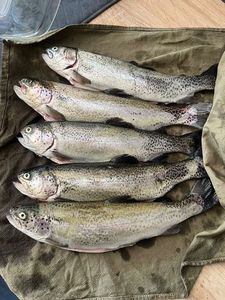 Rainbow Trout