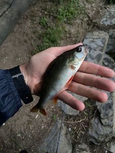 European Perch