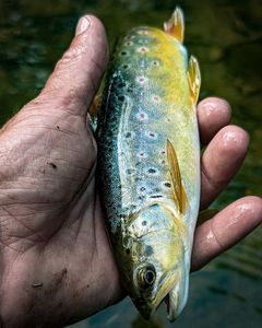 Brown Trout