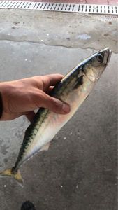 Mackerel