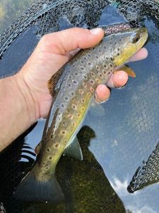 Brown Trout