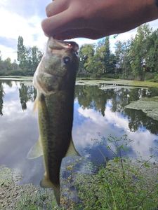 Largemouth Bass