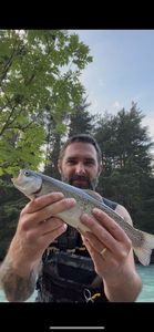 Rainbow Trout