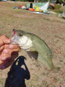 Largemouth Bass