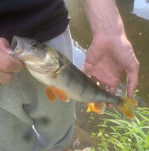 European Perch