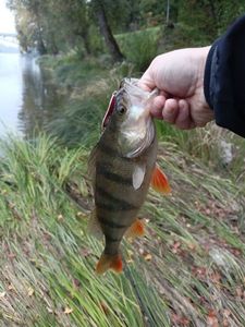 European Perch