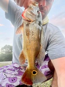 Peacock Bass ( Monoculus)