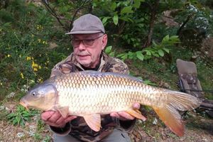 Common Carp