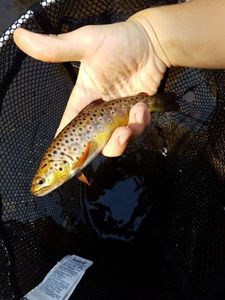 Brown Trout