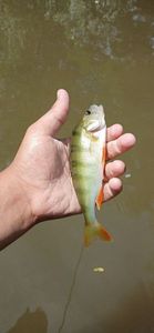 European Perch