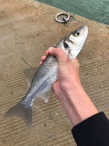 European Bass (Seabass)