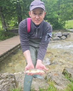 Brown Trout