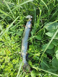Northern Pike
