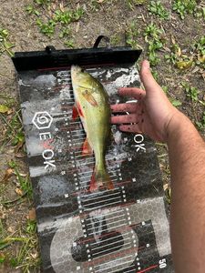 European Perch