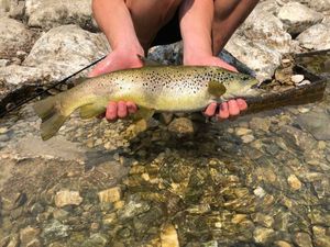 Brown Trout