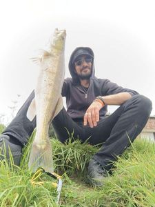 Zander