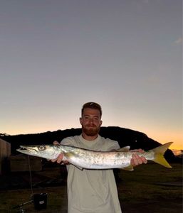 Great Barracuda