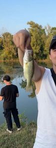 Largemouth Bass