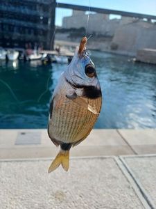 Common Two-banded Seabream