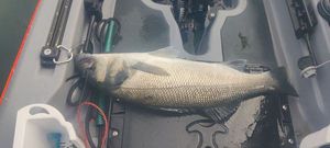European Bass (Seabass)