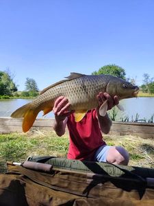 Common Carp