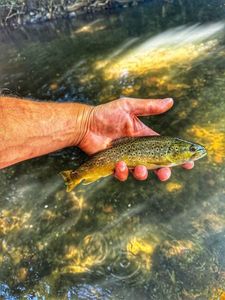 Brown Trout