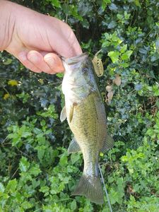 Largemouth Bass