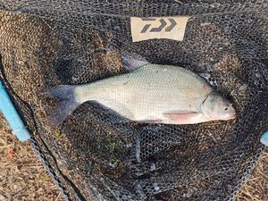 Common Bream