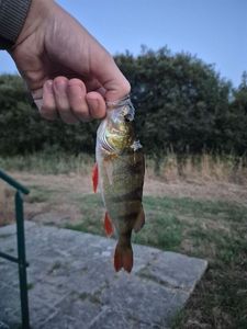 European Perch