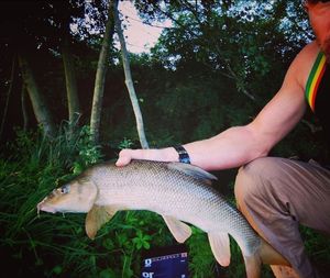 Barbel