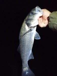 European Bass (Seabass)